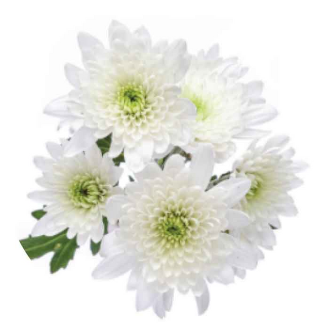 Pom Cushion White sole