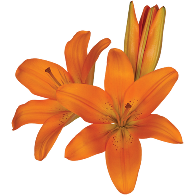 Lily LA Orange canada