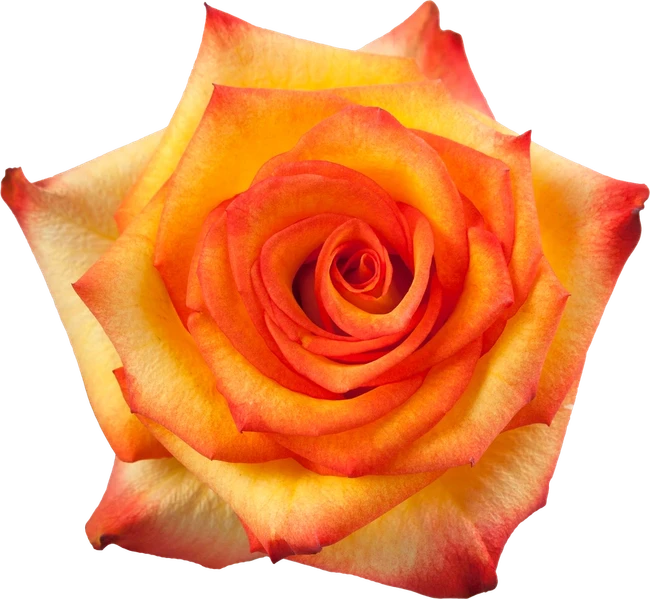 Rose High&Magic 70cm rprima