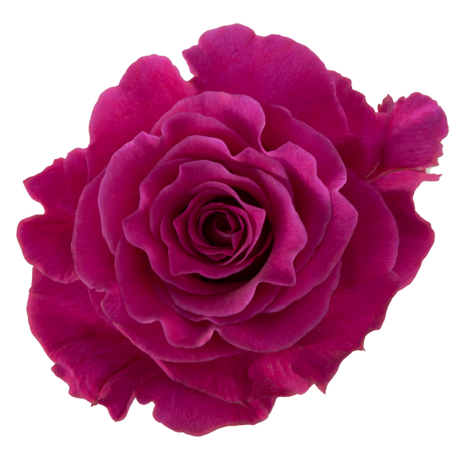 Rose MamyBlue 50cm rprim