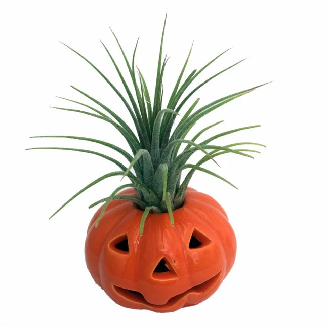 2.5" CERAMIC PUMPKIN W/ AIRPLA