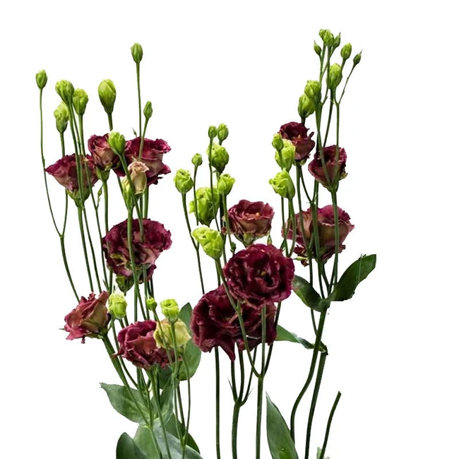 Lisanthus Dbl Rosanne Deep Brown