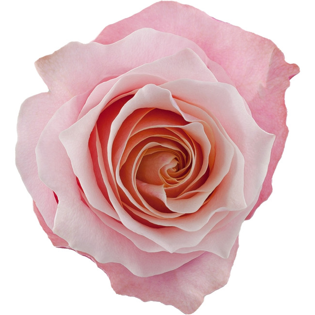 Rose Flamingo 60cm rprima