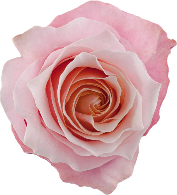 Rose Flamingo 60cm rprima