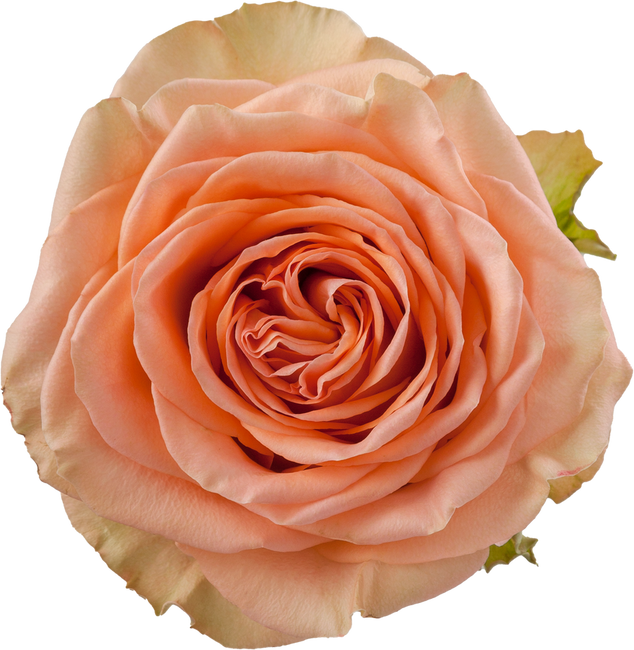 Rose Country Home 60cm rprima