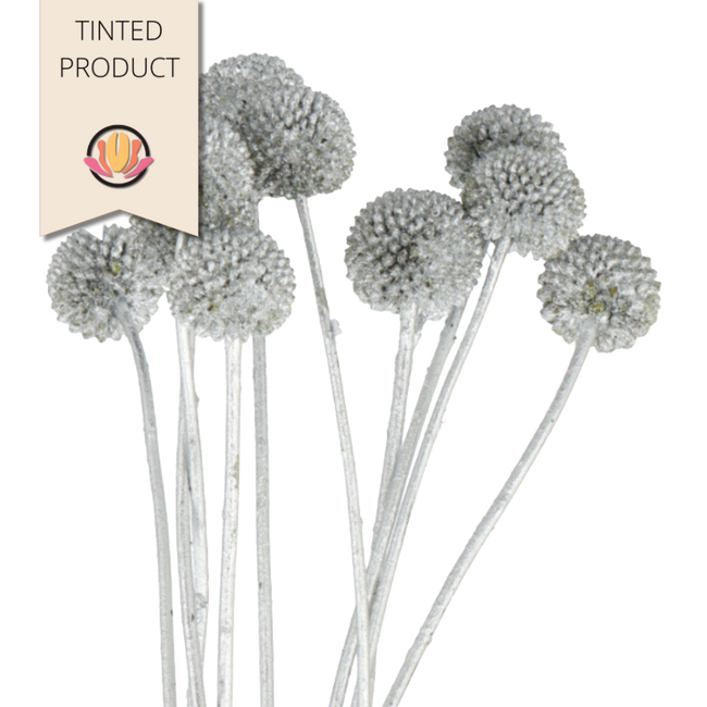 Craspedia Silver Glitter holl