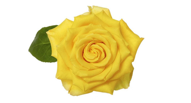 Rose StarDust 50cm priv coll r