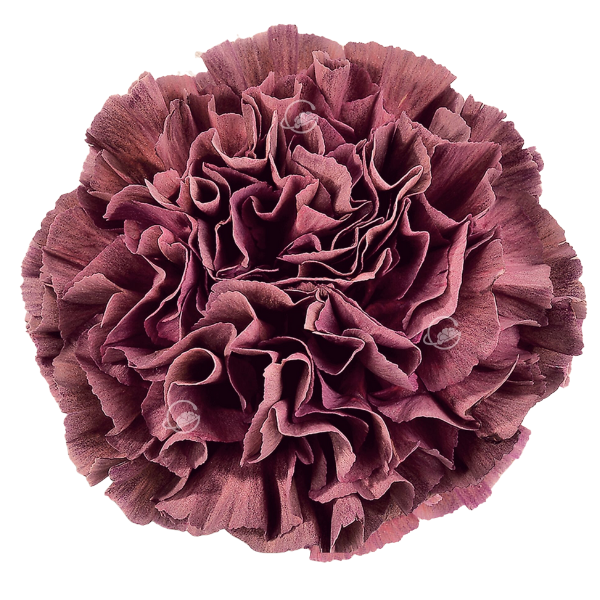 Carn. Sel Copper Extasis sole