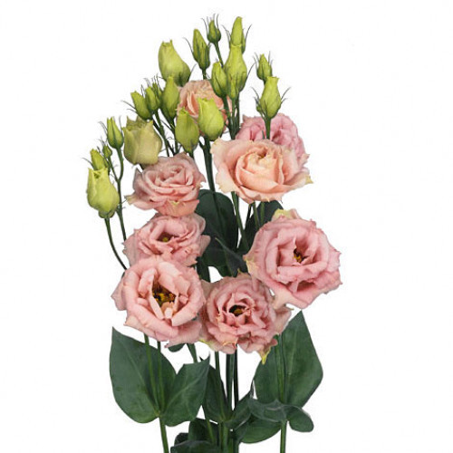 Lisianthus Apricot can.