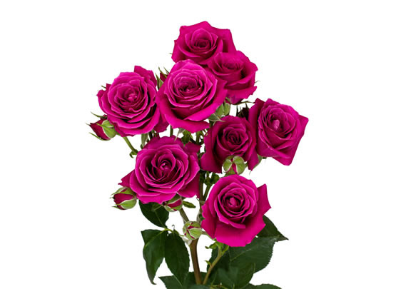 RoseSpray Hot Majolica rfi