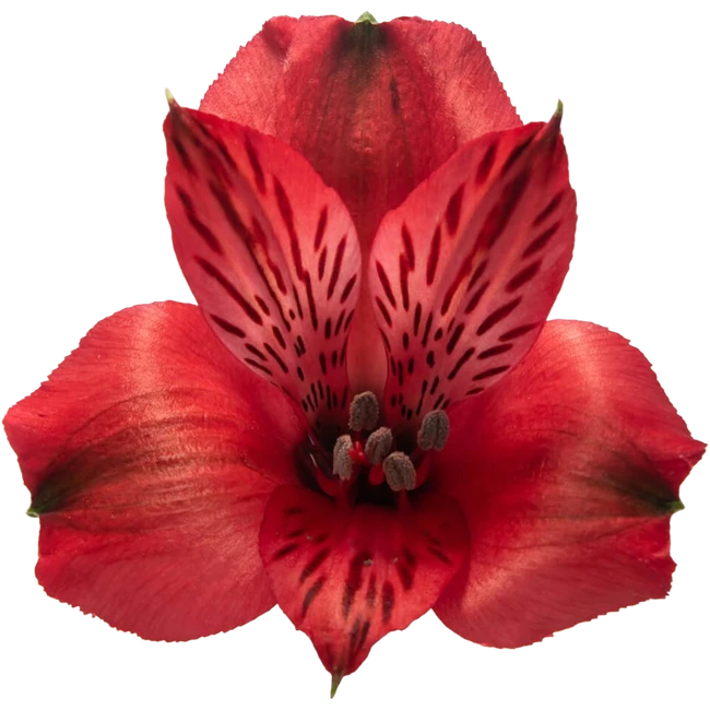 Alstro Red Sel BM