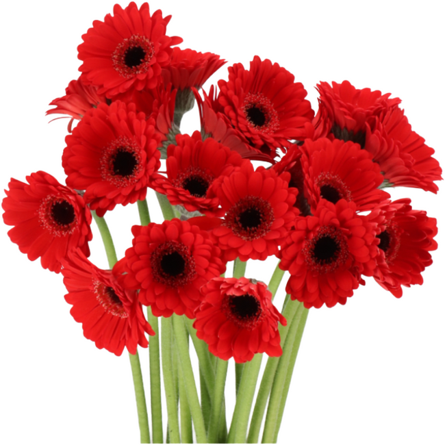 Germini Piccolini Red(20)holl