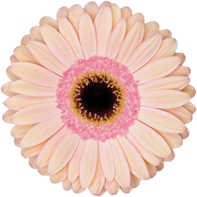 Gerber Alliance can.