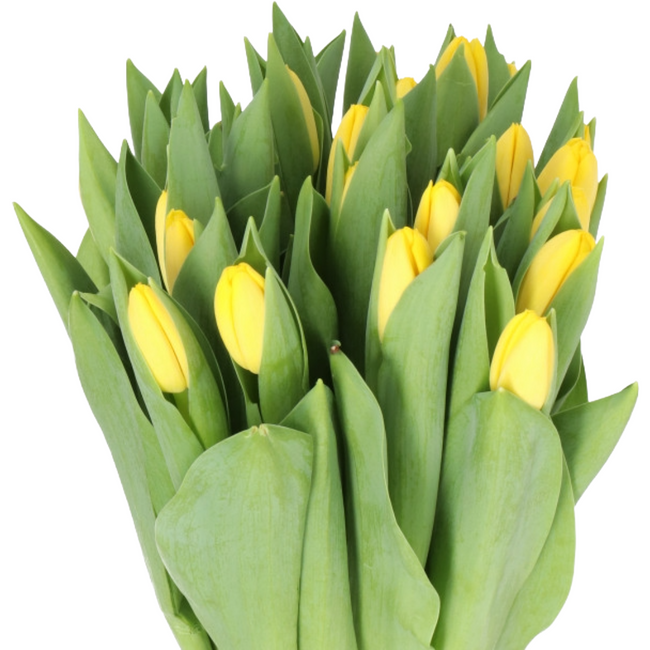 Tulip Novi Sun holl xtra