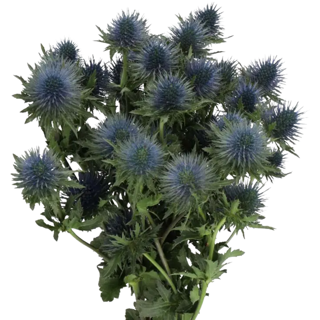 Eryngium Magnetar Qstar holl (10st) 