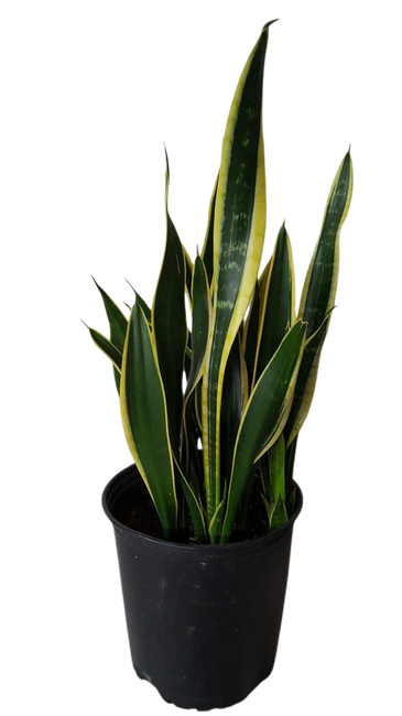 10" SNAKE PLANT