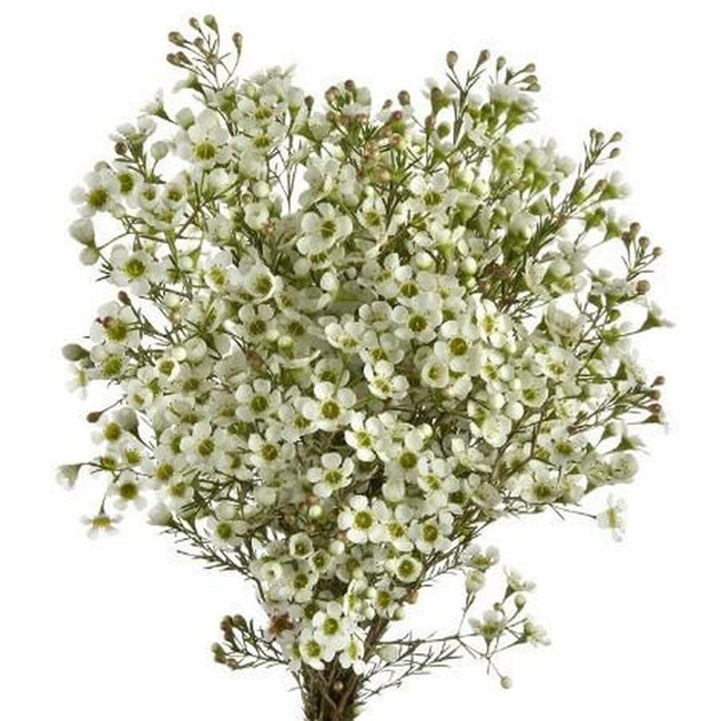 Waxflower Hybrid White fbi.