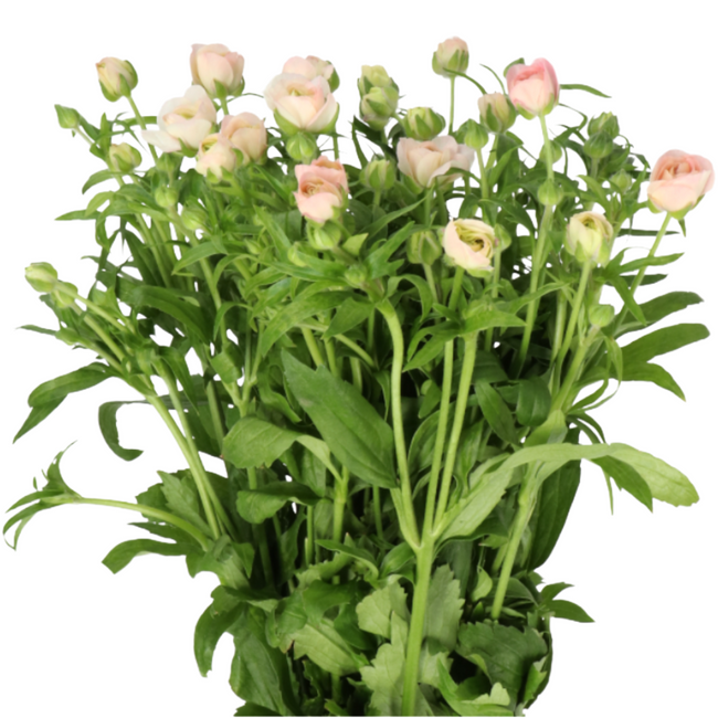 Ranun Buttrerfly Ariadne Holl 55cm