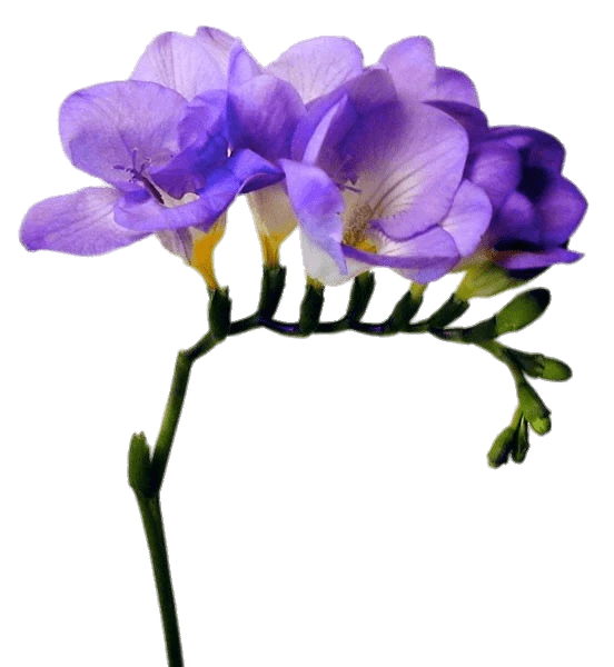 Freesia Purple holl
