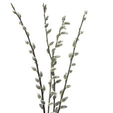 P.Willow French Petite 40-48"(10st) kramer