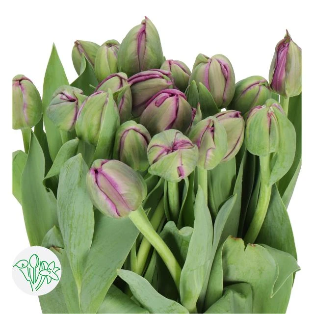 Tulip Double Saigon holl super