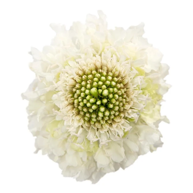 Scabiosa White fresca