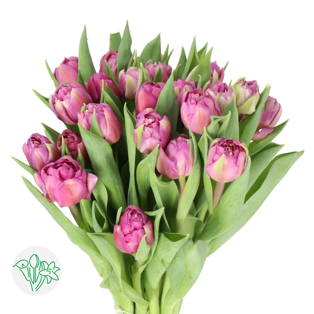 Tulip  Desirelle holl super