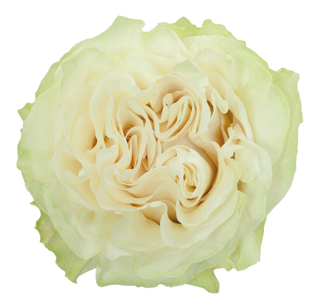 Rose Moonstone 50cm rprima