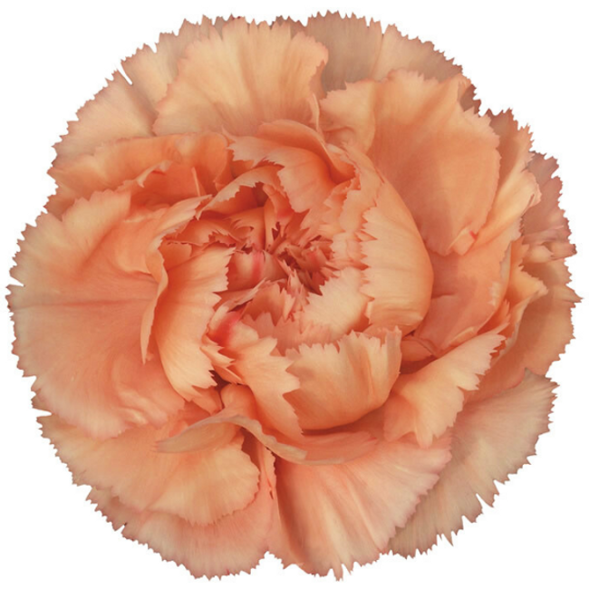 Carn. Sel. Peach(25st) bmark