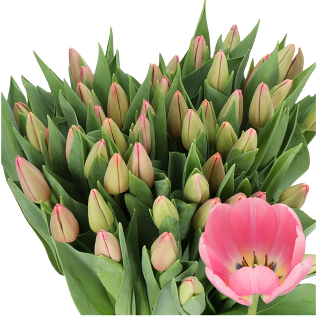 Tulip Ace Pink holl