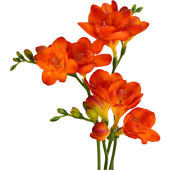 Freesia Orange NORTHLAND