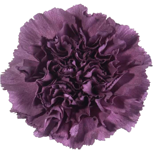 Carn. Sel Purple Extasis sole