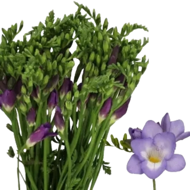 Freesia Palermo holl