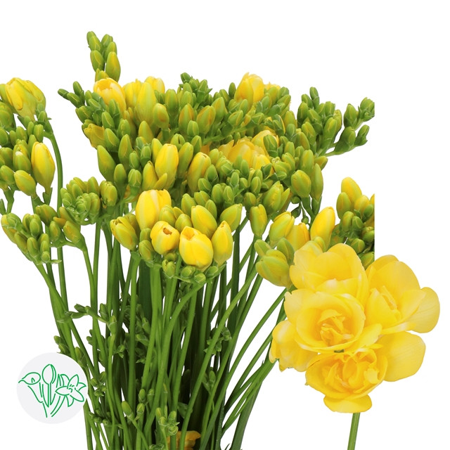 Freesia Yellow dbl holl
