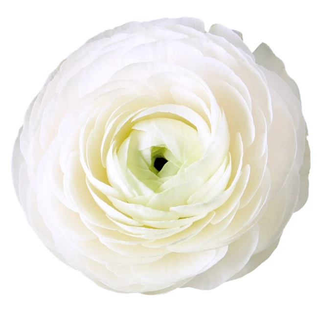 Ranunculus White  rio supsel