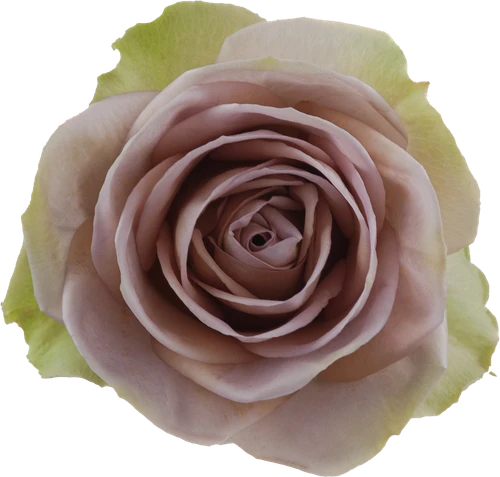 Rose Amnesia 40cm rfi