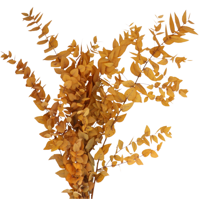 Eucalyptus Stuartiana Yellow holl