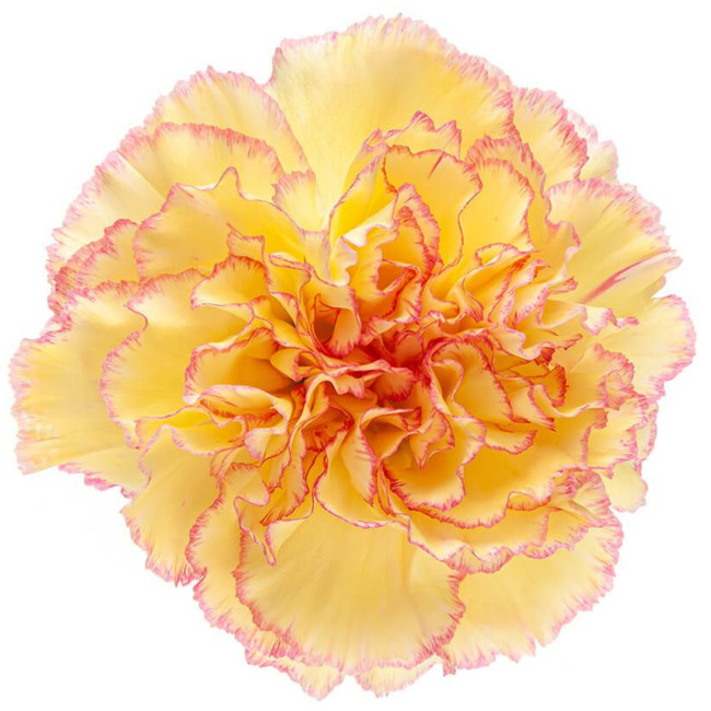 Carn. Sel. Fiesta Komanchi sol