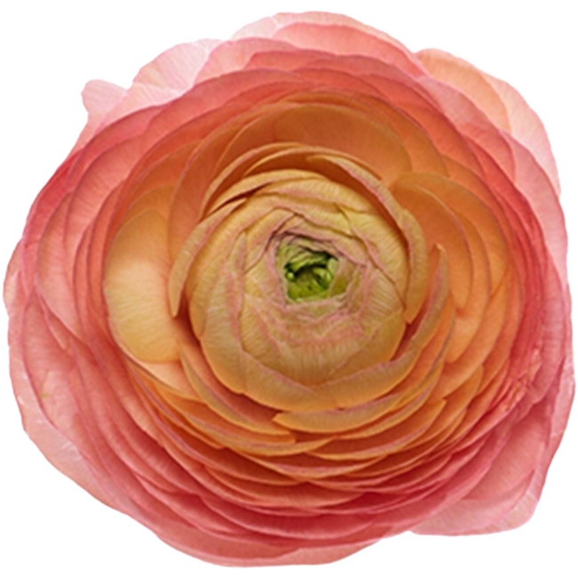 Ranunculus Peach rio sel