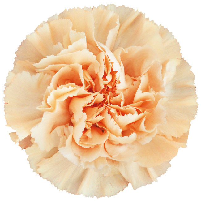 Carn. Sel. Caroline Gold sole