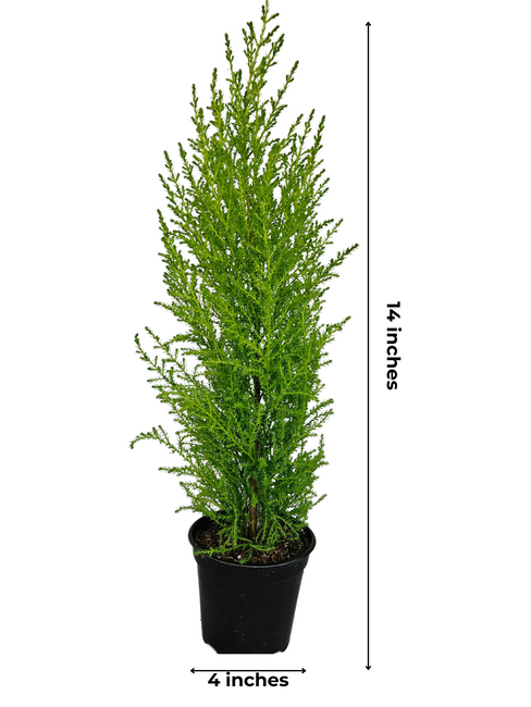 4" GOLDCREST CYPRESS TREE