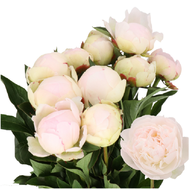 Peony Florence Nicholls holl