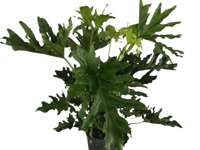 8" PHILO SELLOUM HOPE