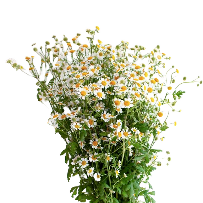Feverfew local