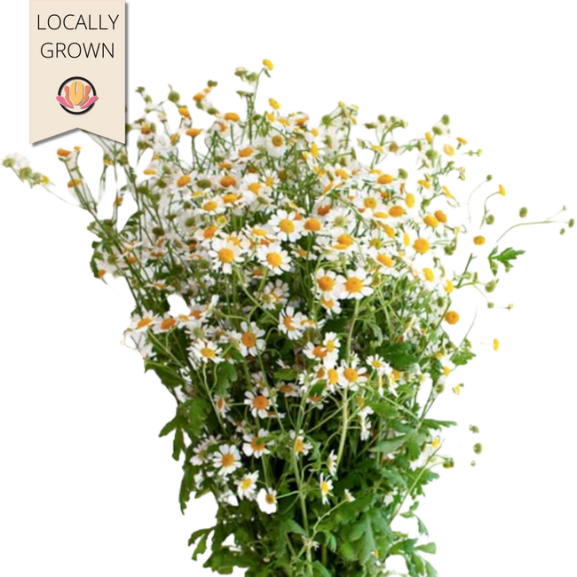 Feverfew local
