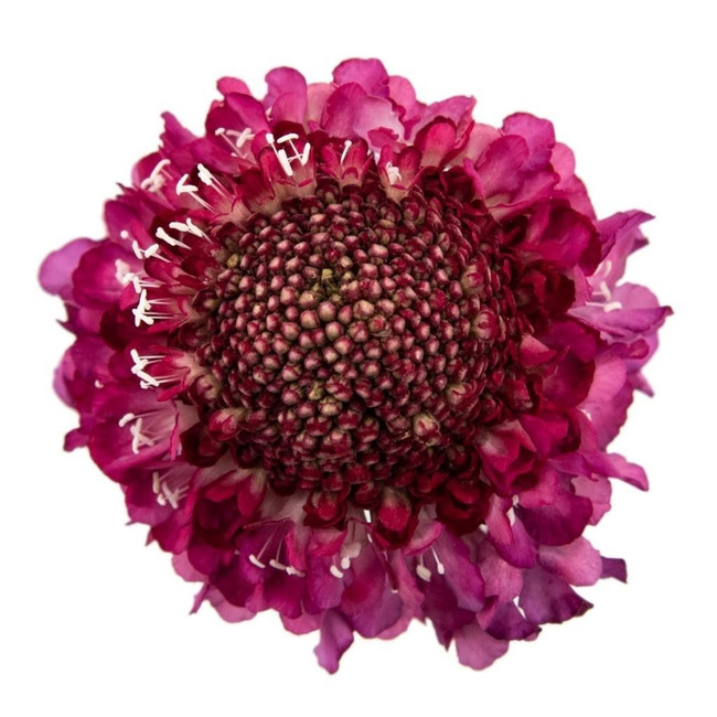 Scabiosa Raspberry fresca