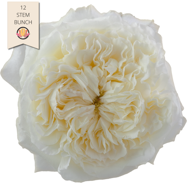 Rose Gdn Patience rprima(12st)