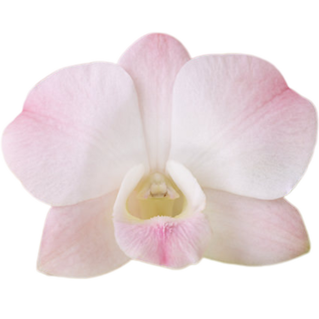 Dendro. MarcoPolo national(STE