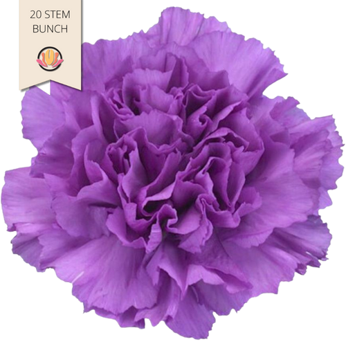 Carn. Sel. Moonlite holex(20st