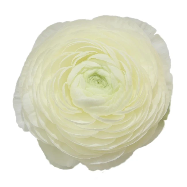 Ranunculus White holex -